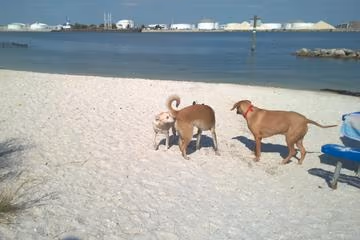 Dog Park at Davis Islands photo 2